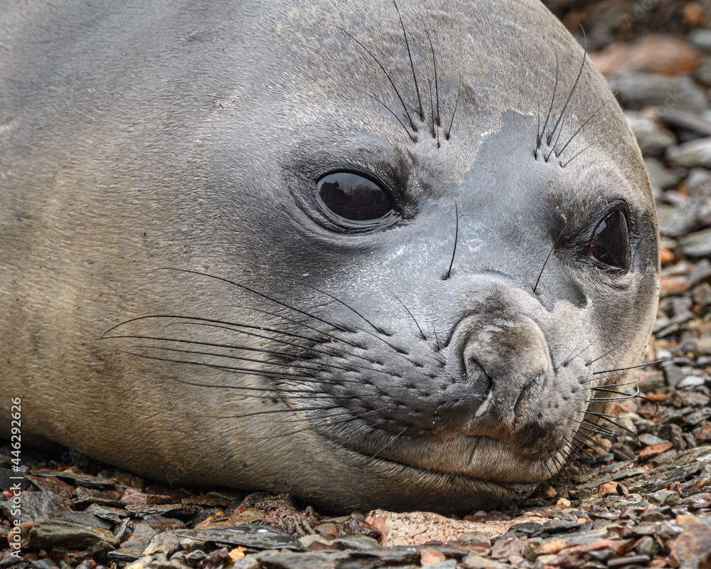 Fototapeta premium Grytviken seal