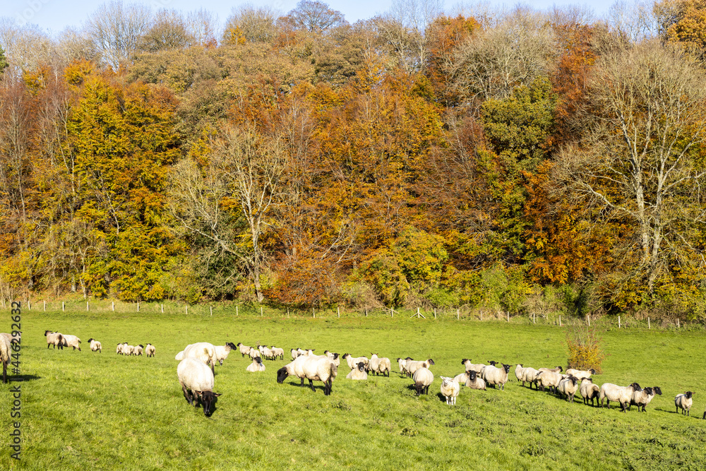 Autumn in the Cotswolds - Sheep grazing in the Duntisbourne Valley near Daglingworth, Gloucestershire UK Autumn in the Cotswolds - Sheep grazing in the Duntisbourne Valley near Daglingworth, Gloucestershire UK