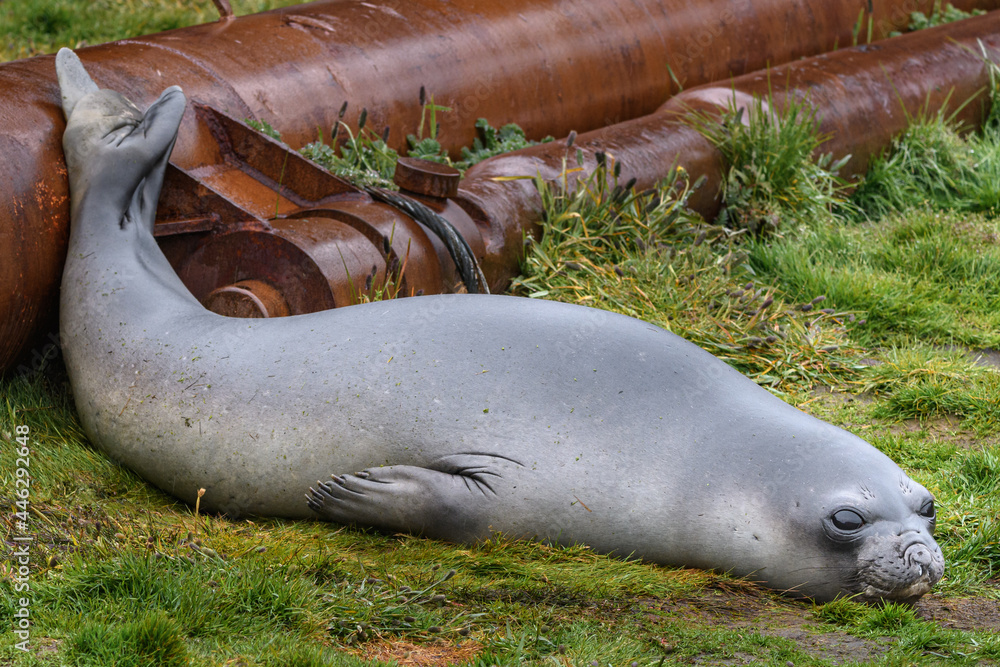 Fototapeta premium Grytviken seal