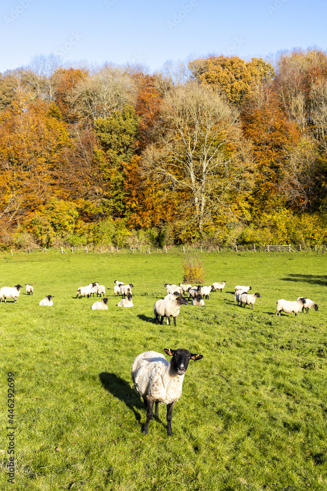 Autumn in the Cotswolds - Sheep grazing in the Duntisbourne Valley near Daglingworth, Gloucestershire UK