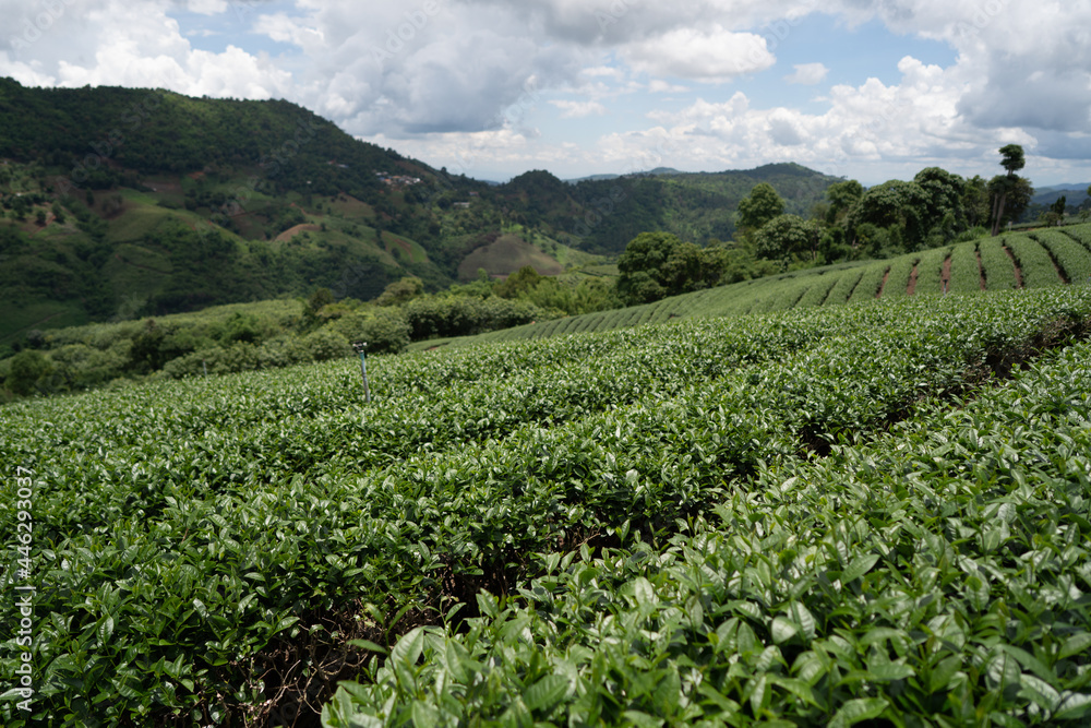 Tea plantation in mountain, Doi Mae Salong