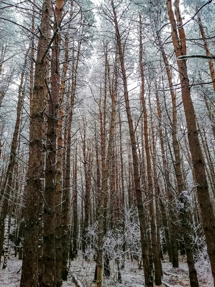 winter forest with snow winter forest with snow