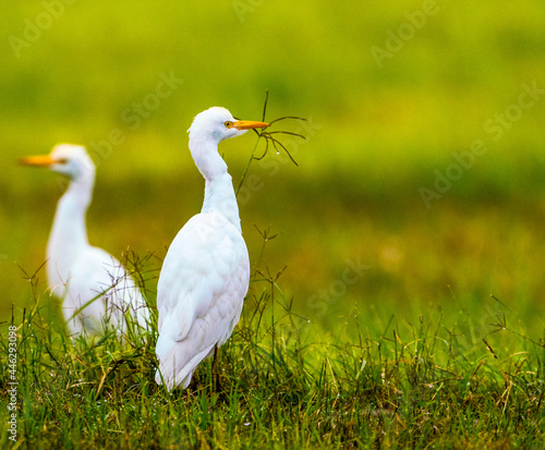 Cattle egret in morning sun grazing for insects