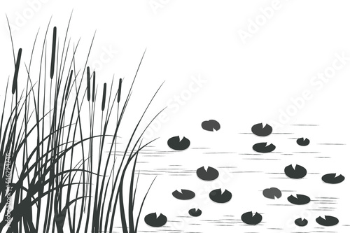 Illustration of black and white reeds.Cane silhouette on white background.