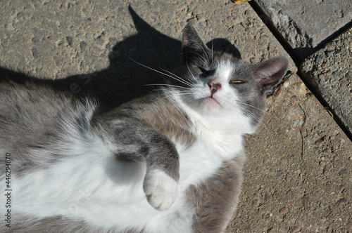 Gray and white cat laying on the floor