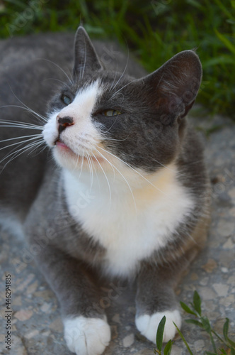Gray and white cat sitting peacefully on the floor