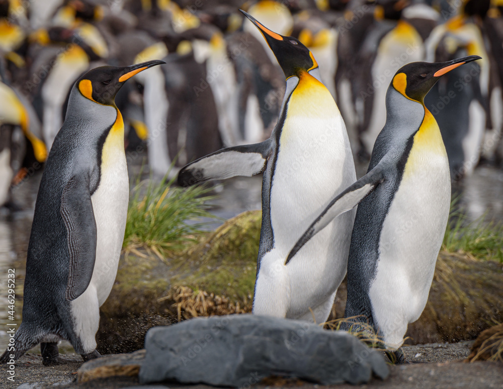Fototapeta premium King penguins