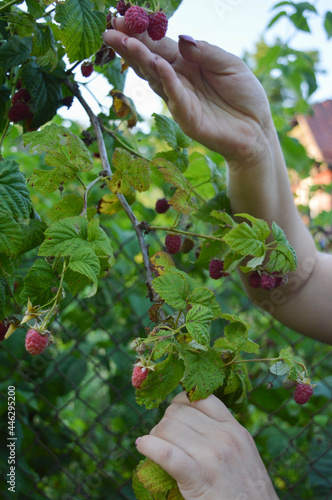 Person picking raspberries from the bush