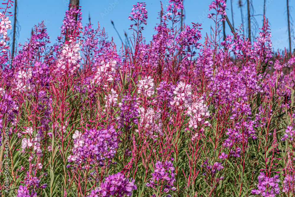 Obraz premium Wild Fireweed flowers in pink, purple and white in wilderness area of sub arctic Canada during July with bright blue sky background.