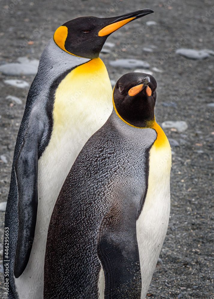 Fototapeta premium King penguins