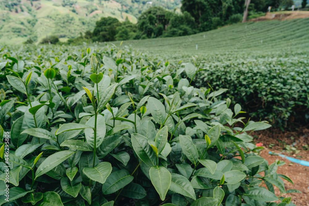 Fototapeta premium Tea plantation in mountain, Doi Mae Salong