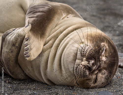 South Georgia elephant seal
