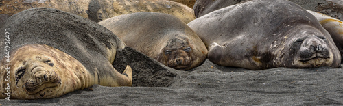 South Georgia elephant seals