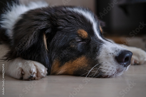 Australian shepherd three colours puppy do lie and sleep on floor