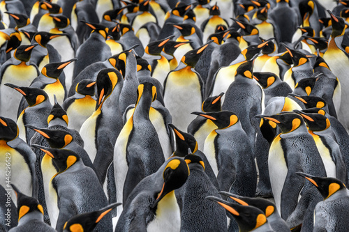 King penguin colony Fototapeta
