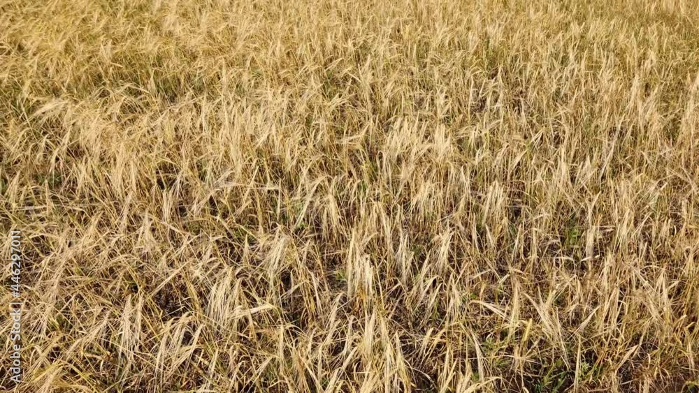 Yellow field of ripe wheat with golden spikelets and strip, selective focus. Top view of beautiful rural landscape Yellow field of ripe wheat with golden spikelets and strip, selective focus. Top view of beautiful rural landscape