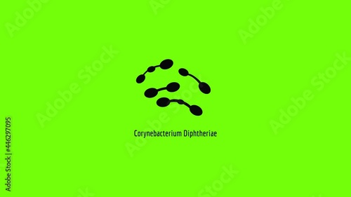 Corynebacterium diphtheriae icon animation