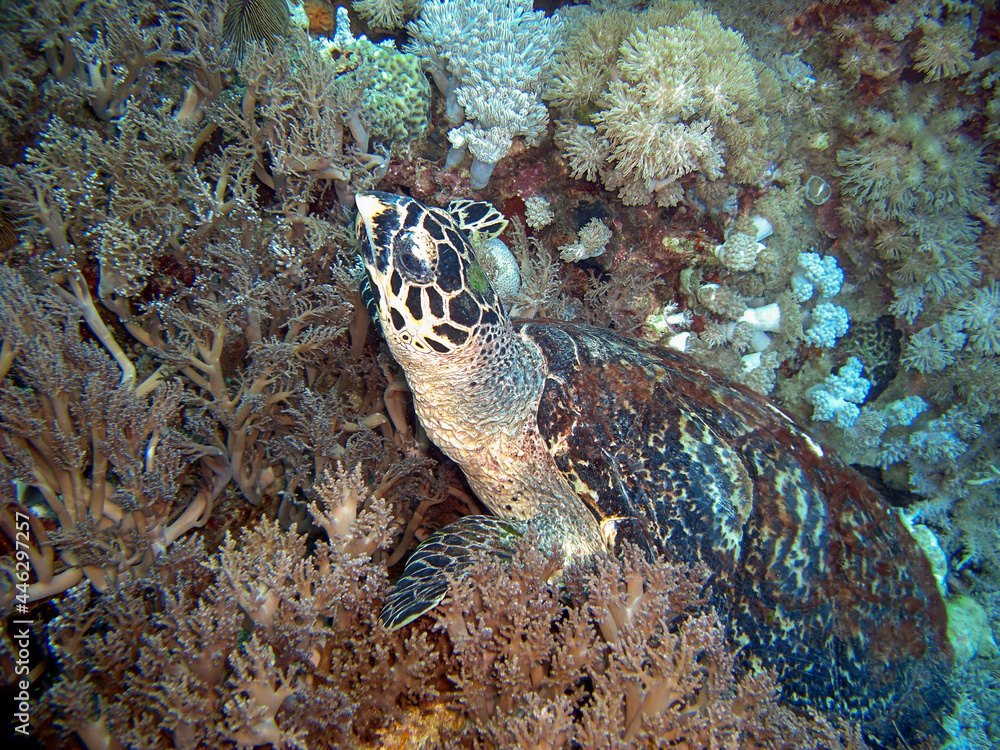 Sea Turtle is diving in the filipino sea 14.11.2016