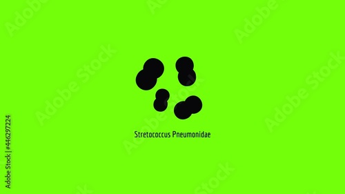 Stretococcus pneumonidae icon animation