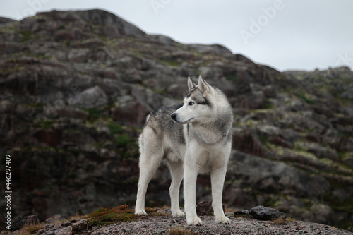 Husky dog stands on a rock near the village of Teriberka on the Barents Sea coast. Kola Peninsula  Russia.