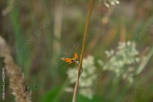 Insecte posé sur une branche