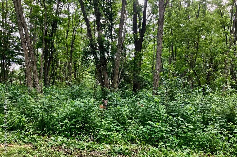 Obraz premium deer in the forest