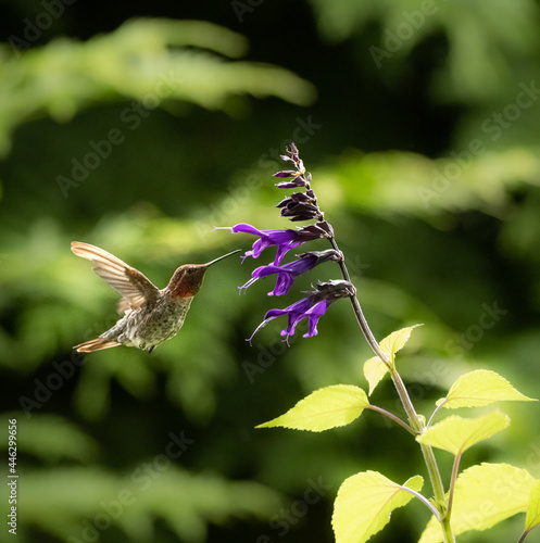 Anna's Hummingbird 8497