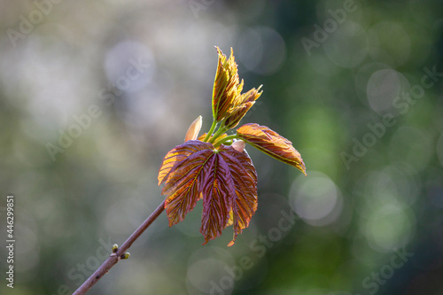 field maple bud (acer campestre) photo