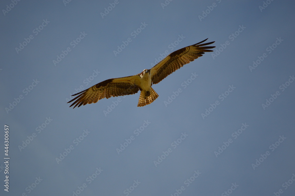osprey in flight osprey in flight
