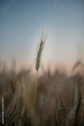 Wheat ears on the field against the blue sky