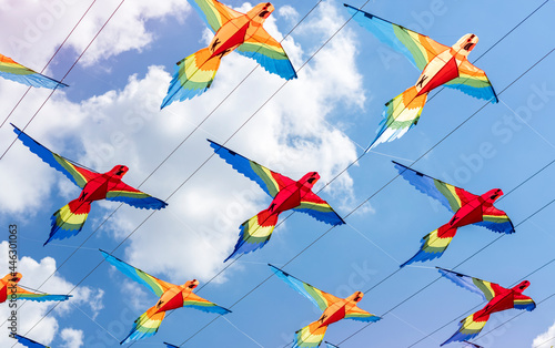 colored birds parrots on a background of blue sky. Colorful background, texture