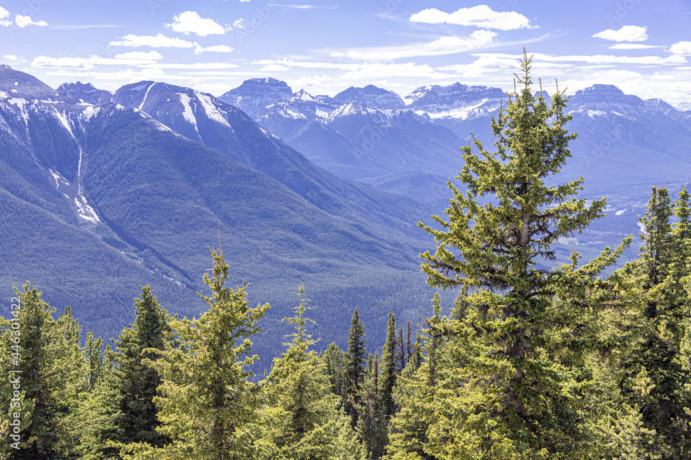 Fir trees on Sulphur Mountain in the Rocky Mountains, Banff, Alberta, Canada