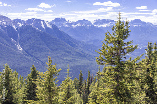 Fir trees on Sulphur Mountain in the Rocky Mountains, Banff, Alberta, Canada