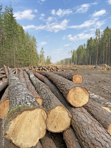 Deforestation. Industrial timber harvesting. Clearing in the forest