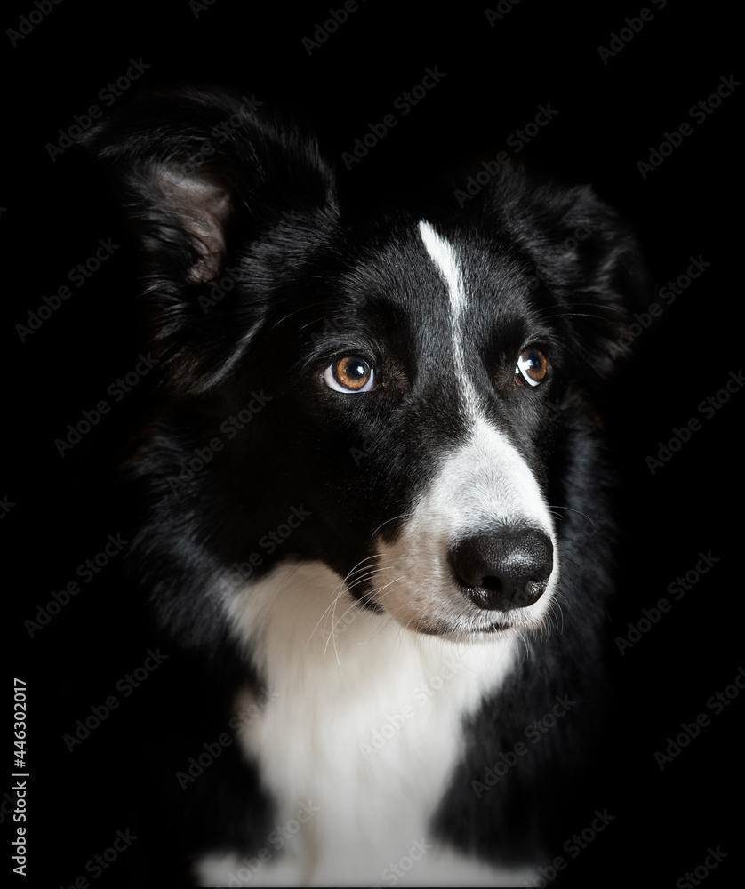 Studio shot of a border collie looking at camera with black background