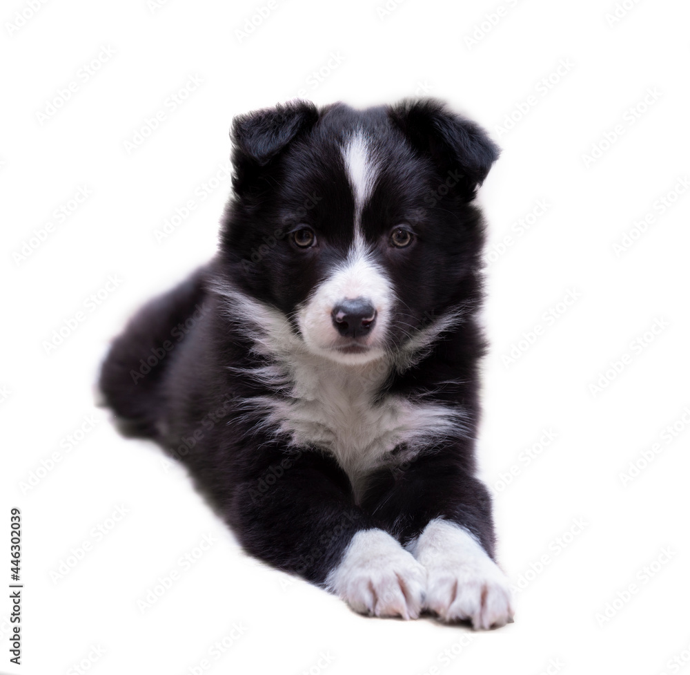 Border collie puppy lying in white background