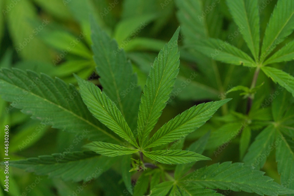 marihuana plantation in a legal farm in california marihuana plantation in a legal farm in california