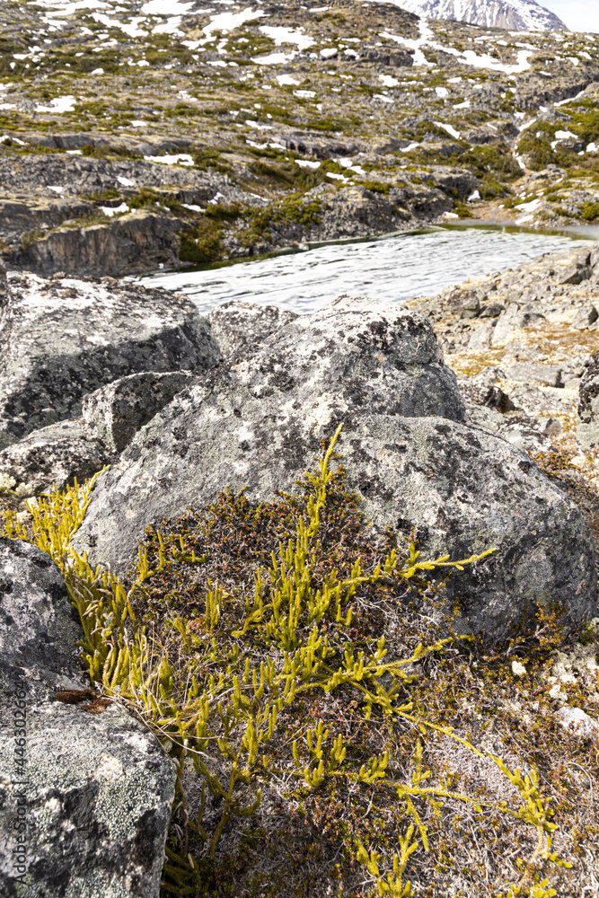 Lichen on rocks in early June on the Canada/USA border beside the Klondike Highway NE of Skagway, Alaska, USA Lichen on rocks in early June on the Canada/USA border beside the Klondike Highway NE of Skagway, Alaska, USA