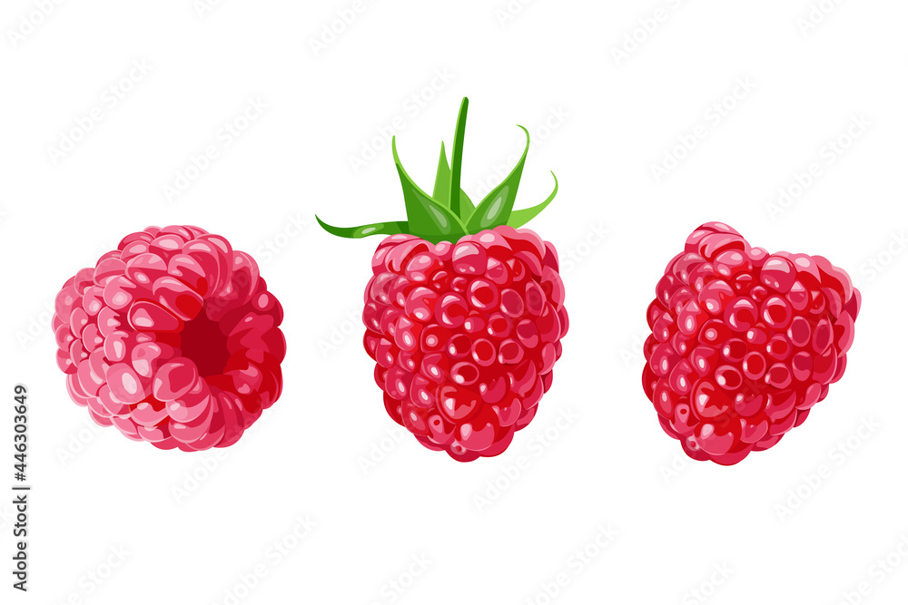 set of Raspberry berries isolated on white background. Vector illustration. set of Raspberry berries isolated on white background. Vector illustration.
