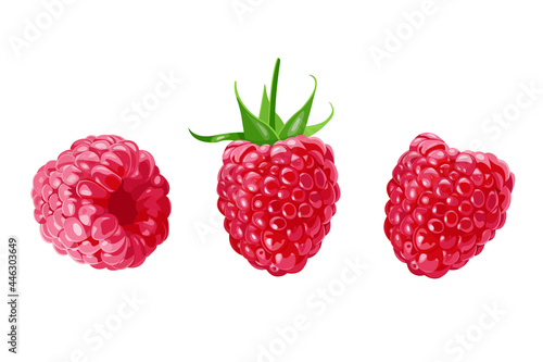 set of Raspberry berries isolated on white background. Vector illustration.