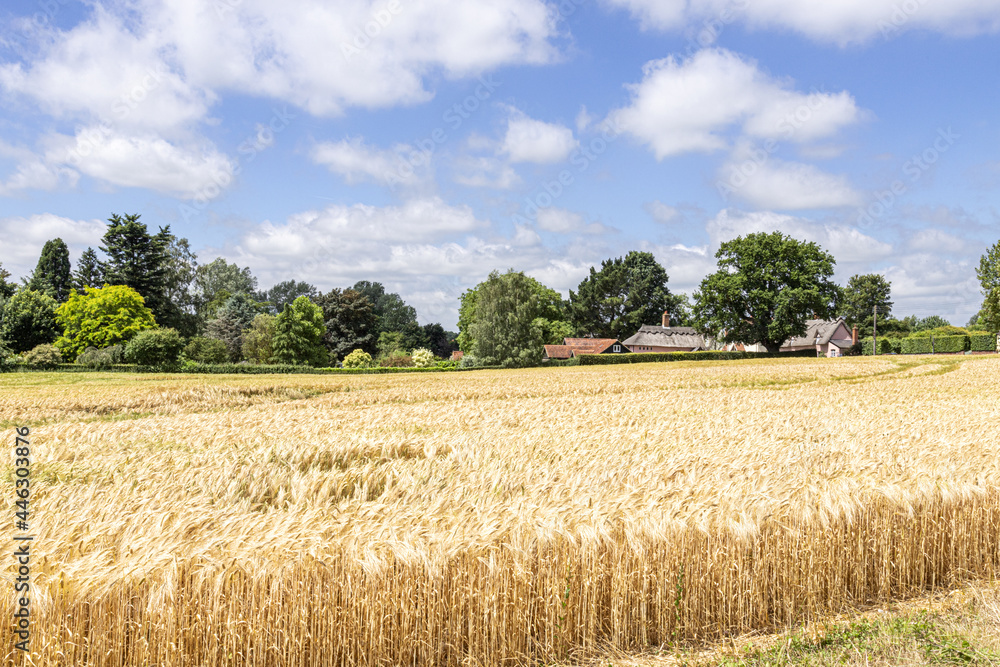 A field of barley ripening in the village of Chelsworth, Suffolk UK