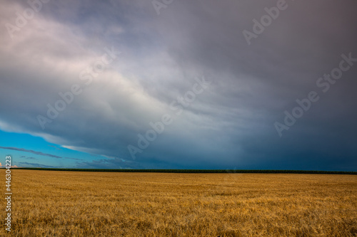 Wheat field a before heavy storm in Czech Republic