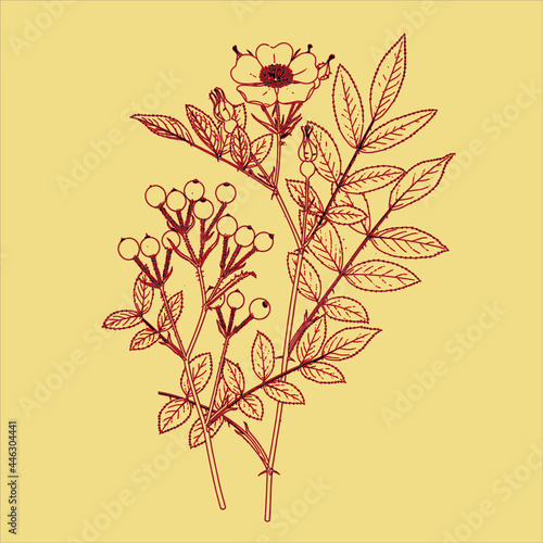 Old Classic hand drawn Vintage plant Free download It s perfect for fabrics  t-shirts  mugs  decals  pillows  logo  social media pattern and much more  
