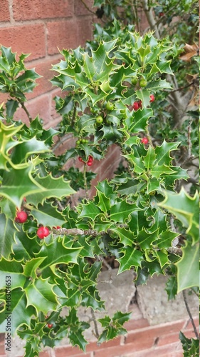 berries in the garden