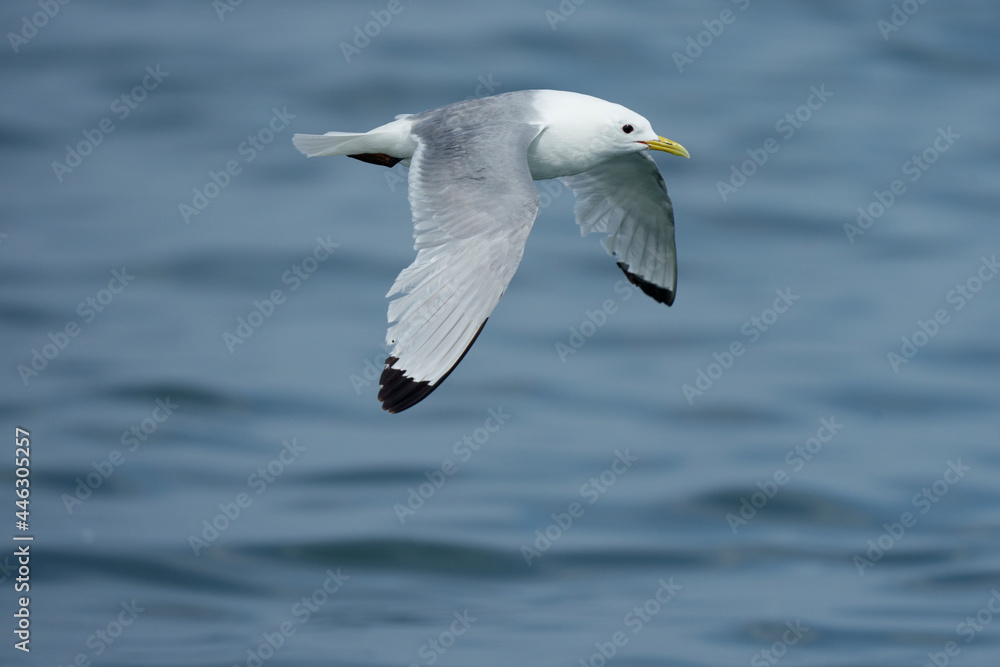Kittiwake, Rissa tridactyla