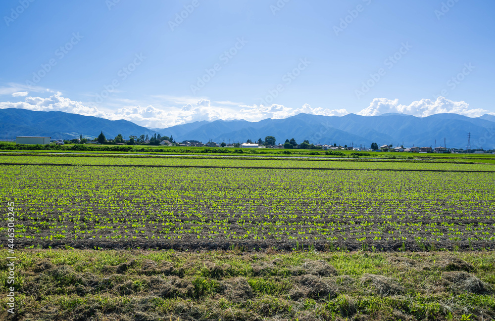 松本市郊外の大豆畑