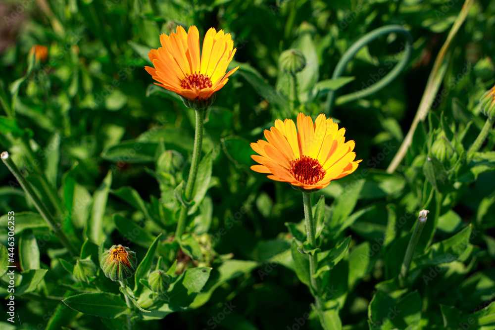 Calendula marigold flowers on a field close-up. Medicinal flowers, herbal medicine. With place for text for the banner. Calendula marigold flowers on a field close-up. Medicinal flowers, herbal medicine. With place for text for the banner.