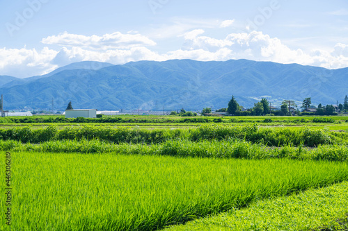 のどかな田園風景と北アルプス