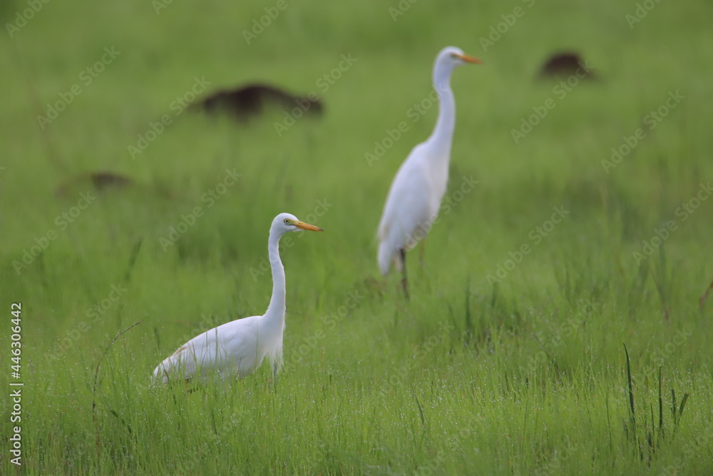 herons in the grass