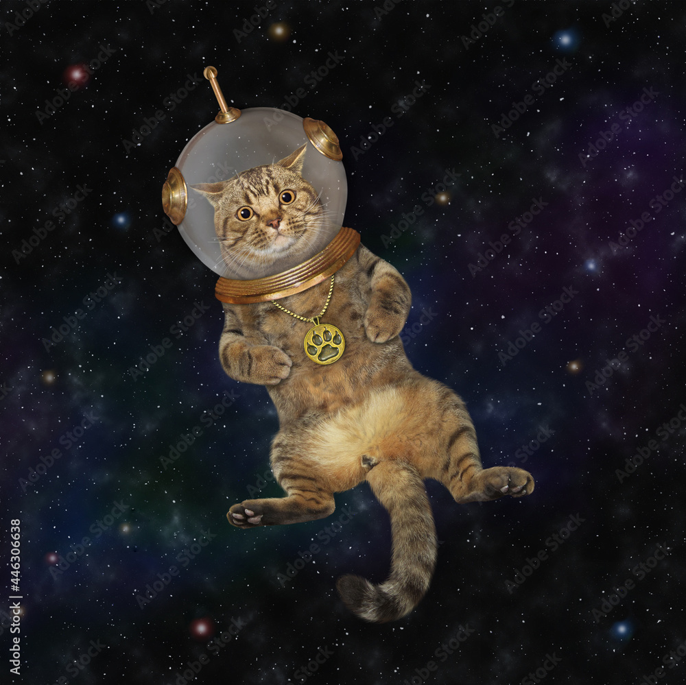 cat in a space suit